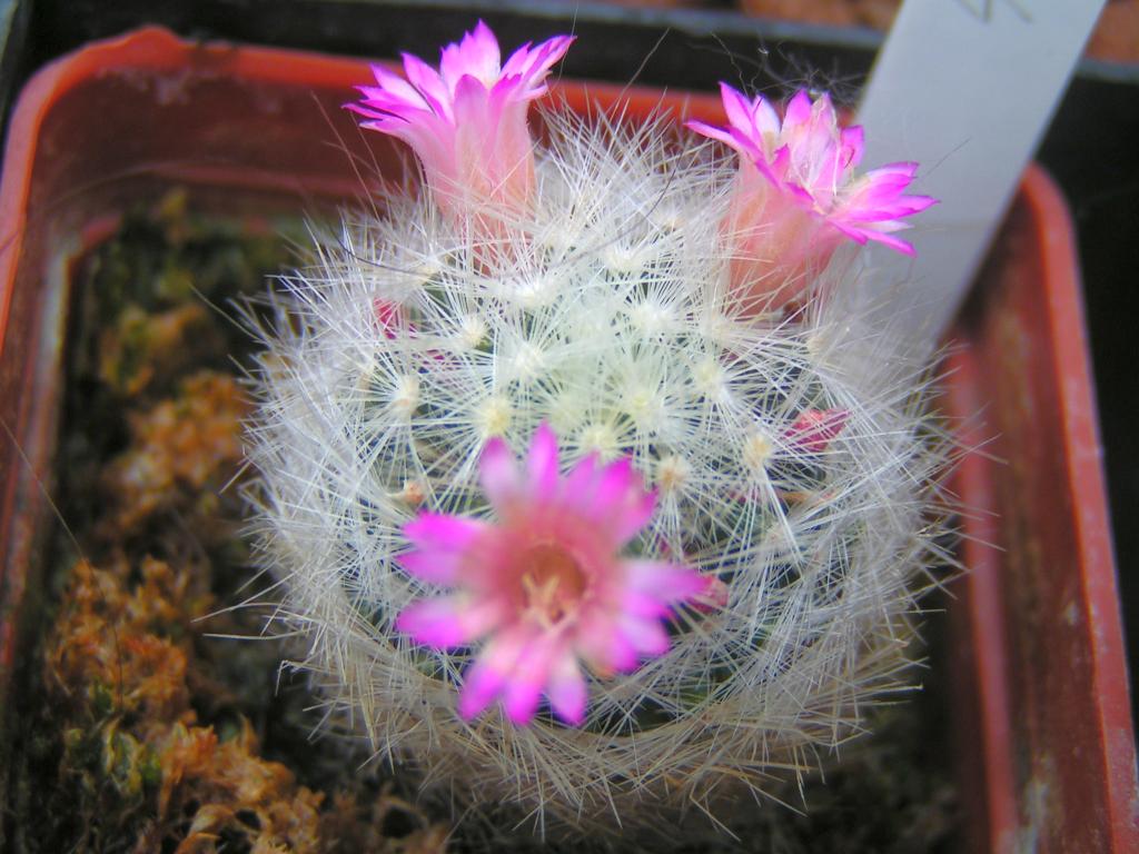 Mammillaria glassii forma